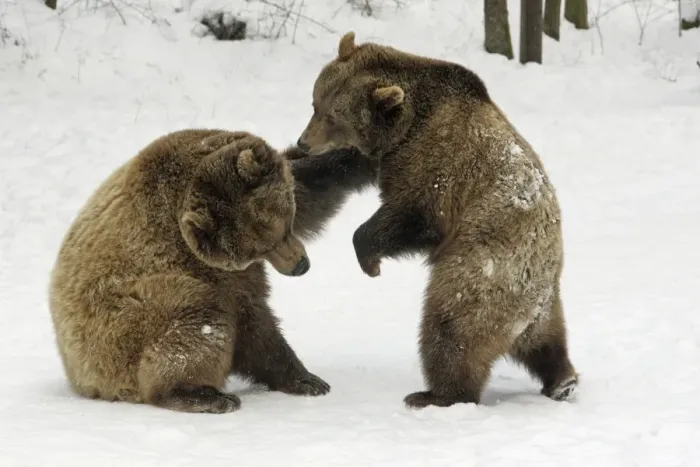 Framed Print : European Brown Bears - Male (on left) and female play-fighting in snow, part of courtship ritual Framed Print : European Brown Bears - Male (on left) and female play-fighting in snow, part of courtship ritual
