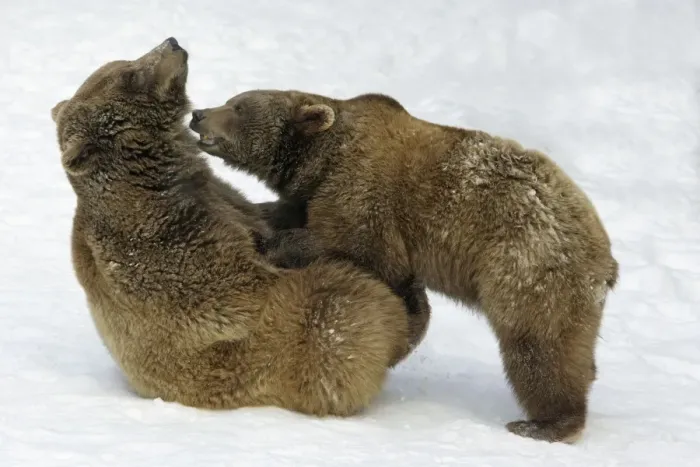 Framed Print : European Brown Bears - Male (on left) and female play-fighting in snow, part of courtship ritual Framed Print : European Brown Bears - Male (on left) and female play-fighting in snow, part of courtship ritual
