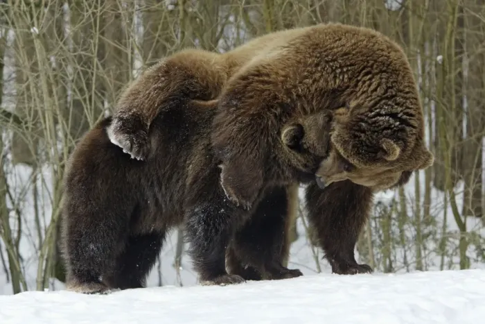 Framed Print : European Brown Bears - Male (on right) and female play-fighting in snow, part of courtship ritual