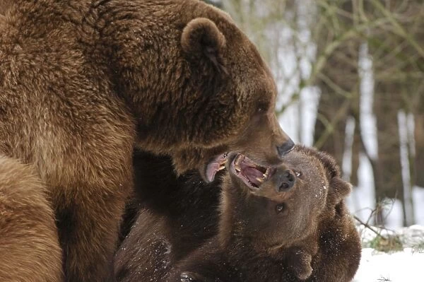European Brown Bears - Two together in snow being aggressive