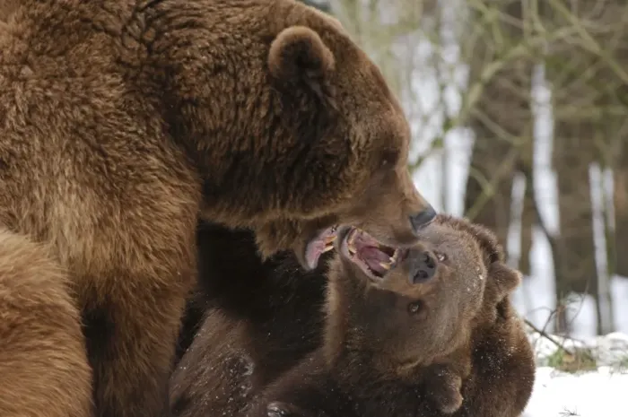 Framed Print : European Brown Bears - Two together in snow being aggressive Framed Print : European Brown Bears - Two together in snow being aggressive