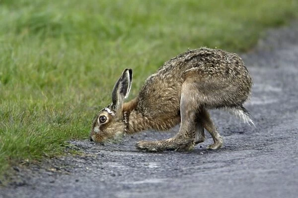 European Brown Hare - Buck sniffing scent left behind by doe Northumberland, England