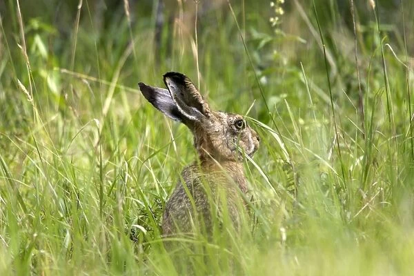European Brown Hare. France