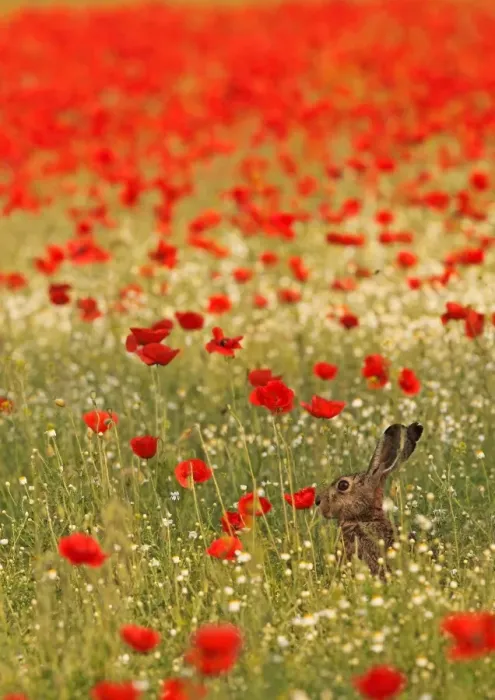 Framed Print : European / Brown Hare - in poppy field Framed Print : European / Brown Hare - in poppy field