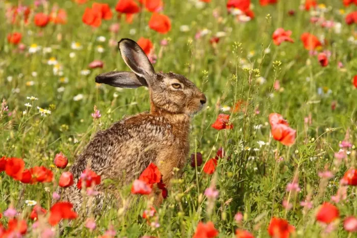 Framed Print : European / Brown Hare - in poppy field Framed Print : European / Brown Hare - in poppy field