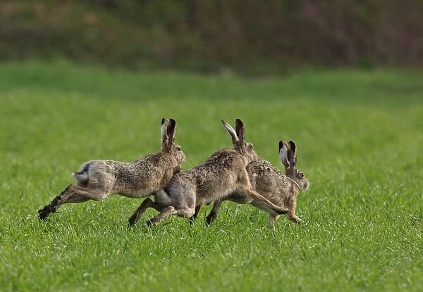 European  /  Brown Hare - running - in mating season - Austria