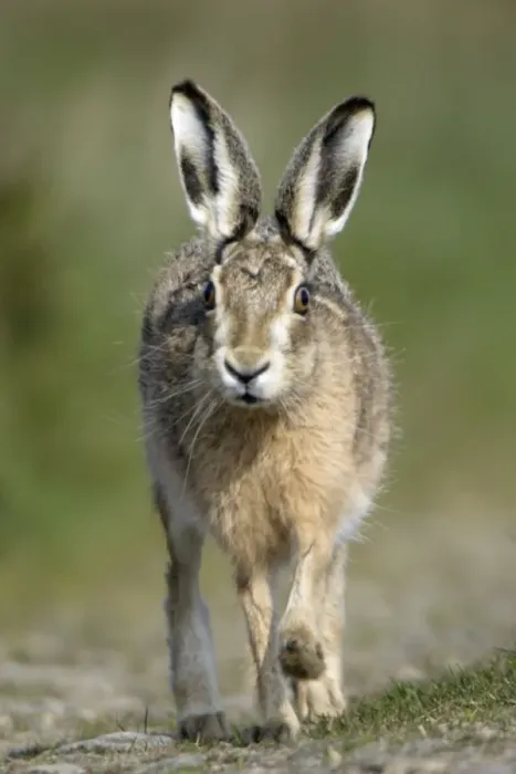 Framed Print : European Brown Hare - Running Northumberland, England