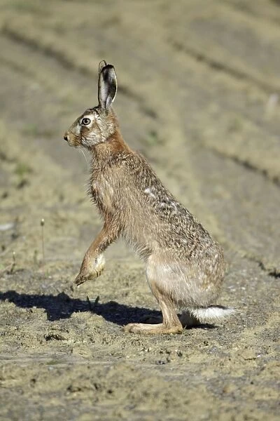 European Brown Hare - standing on back legs, on alert, Lower Saxony, Germany