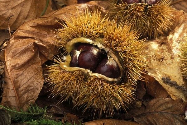 European chestnut  /  Sweet chestnut