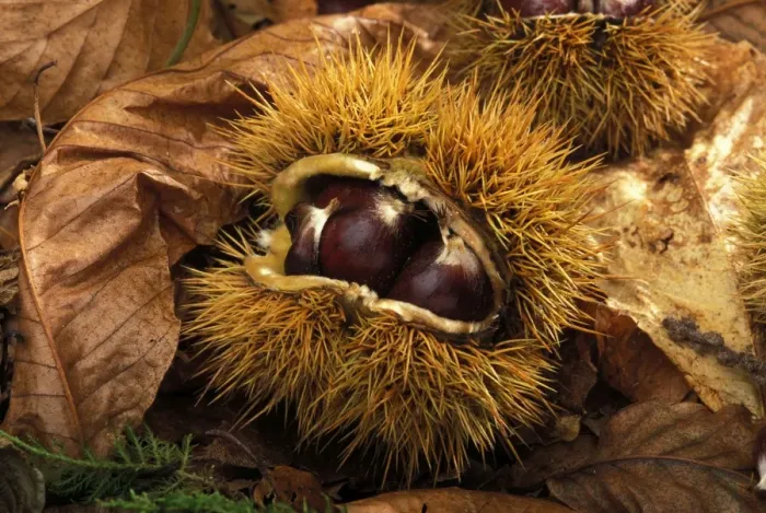 Framed Print : European chestnut / Sweet chestnut Framed Print : European chestnut / Sweet chestnut