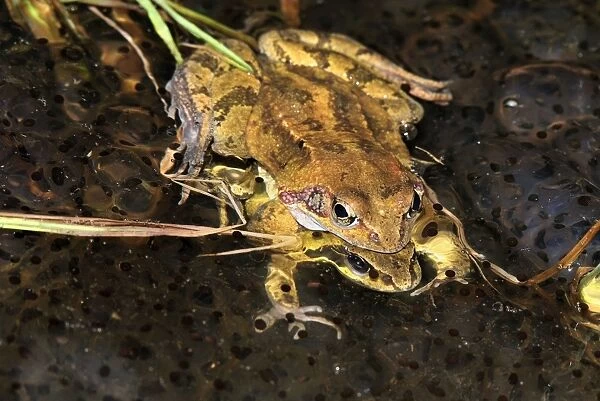 European Common Frog - amplexus with spawn - Switzerland