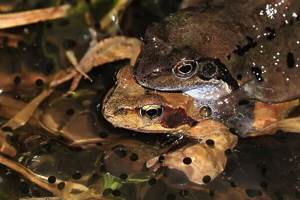 European Common Frog - amplexus with spawn - Switzerland