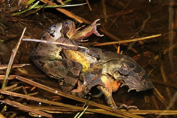 European Common Frog - a mess of amplexus  /  mating - Switzerland
