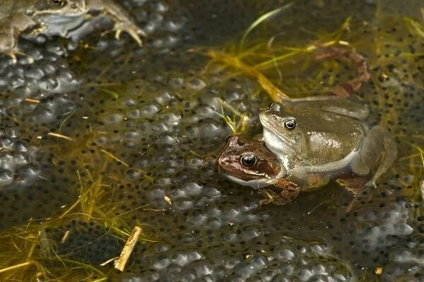 European Common Frogs - Mating - Pair in amplexus - The common frog is one of the most widespread amphibians in Northern Europe occurring in Britain - Spain and Western Europe to Scandanavia - Russia