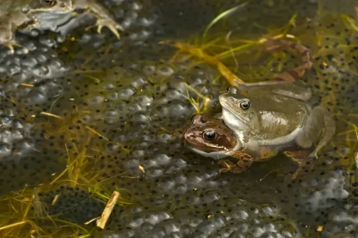 Framed Print : European Common Frogs - Mating - Pair in amplexus - The common frog is one of the most widespread amphibians in Northern Europe occurring in Britain - Spain and Western Europe to Scandanavia - Russia