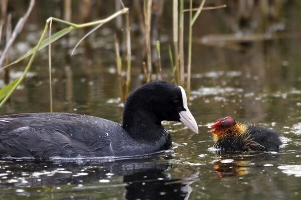 European Coot - with chick. Marquenterre Marsh - Bay of Somme - France