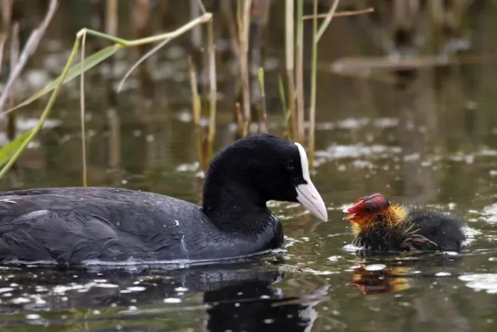 Framed Print : European Coot - with chick. Marquenterre Marsh - Bay of Somme - France Framed Print : European Coot - with chick. Marquenterre Marsh - Bay of Somme - France