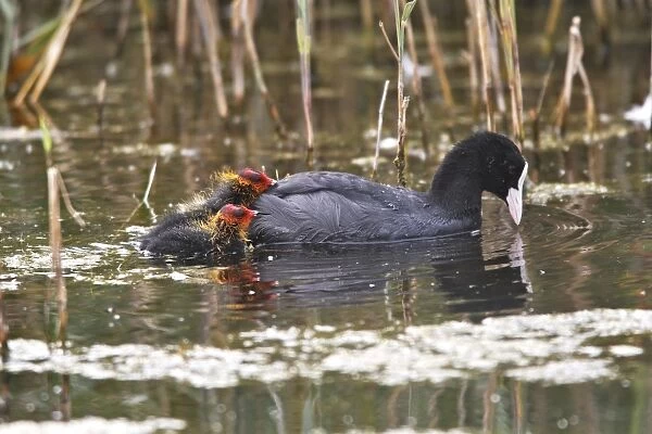 European Coot - with chicks. Marquenterre Marsh - Bay of Somme - France