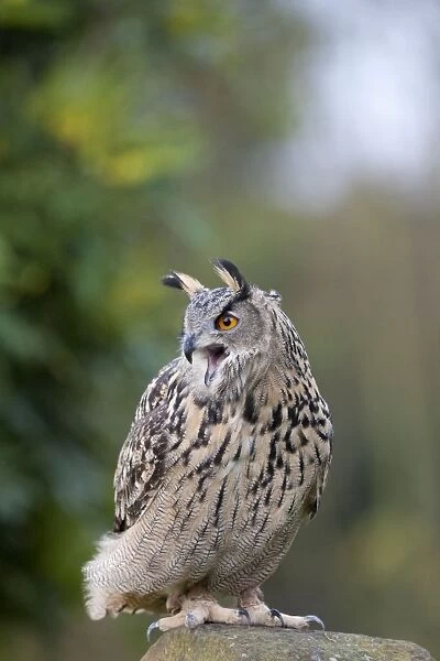 European Eagle Owl - single adult calling from a stone post