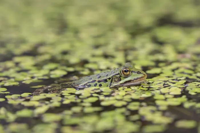 Framed Print : European Edible Frog 29, S-E Arndt Framed Print : European Edible Frog 29, S-E Arndt