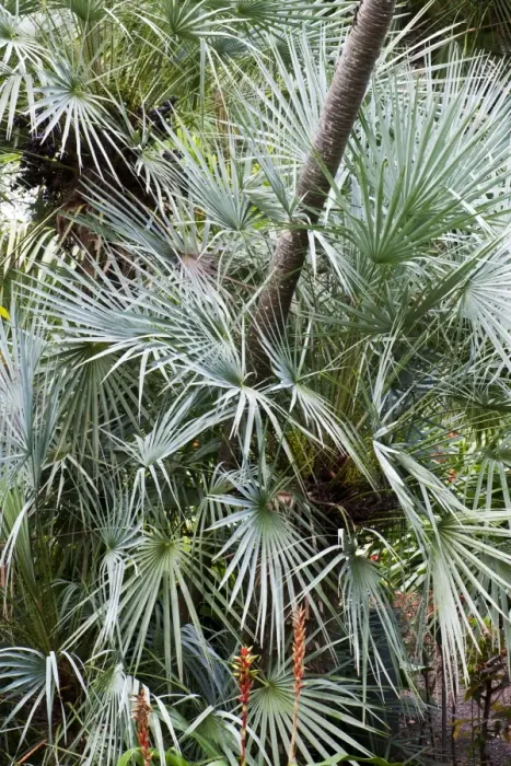 Framed Print : European Fan Palm - Botanical Gardens - Puerto de la Cruz - Tenerife - February Framed Print : European Fan Palm - Botanical Gardens - Puerto de la Cruz - Tenerife - February