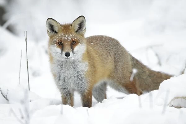 European Fox - on alert in snow covered forest - Harz Mountains - Lower Saxony - Germany
