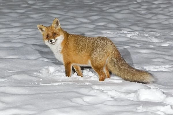 European Fox - alert whilst foraging for food in snow covered garden - Lower Saxony - Germany