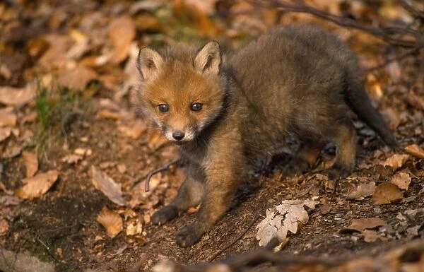 European Fox - cub