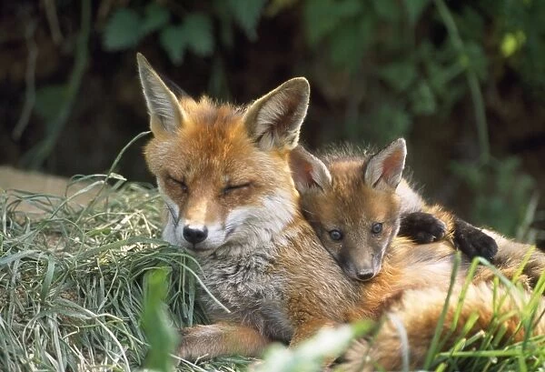European Fox - with cub at den