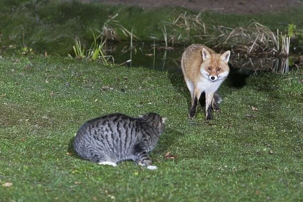 European Fox and Domestic Cat - confrontation in garden at night - Lower Saxony - Germany