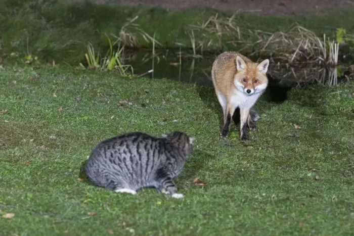 Framed Print : European Fox and Domestic Cat - confrontation in garden at night - Lower Saxony - Germany Framed Print : European Fox and Domestic Cat - confrontation in garden at night - Lower Saxony - Germany