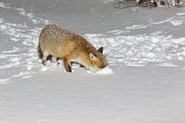 European Fox - foraging for food in snow covered garden - Lower Saxony - Germany