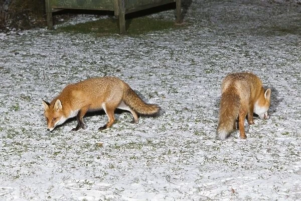 European Fox - two foraging for food in snow covered garden - Lower Saxony - Germany