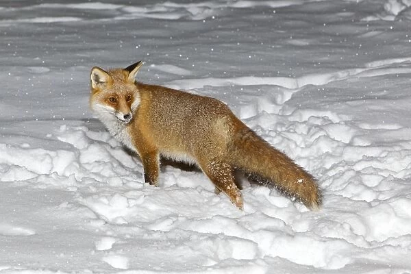 European Fox - foraging for food in snow covered garden - Lower Saxony - Germany