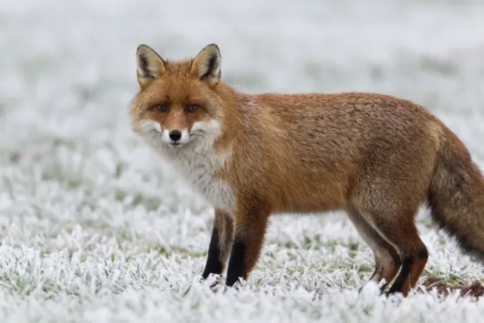 Framed Print : European Fox - on frost covered field in winter - Lower Saxony - Germany Framed Print : European Fox - on frost covered field in winter - Lower Saxony - Germany