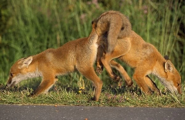 European Fox - pair mating