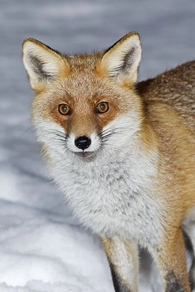 European Fox - portrait - in snow covered garden - Lower Saxony - Germany