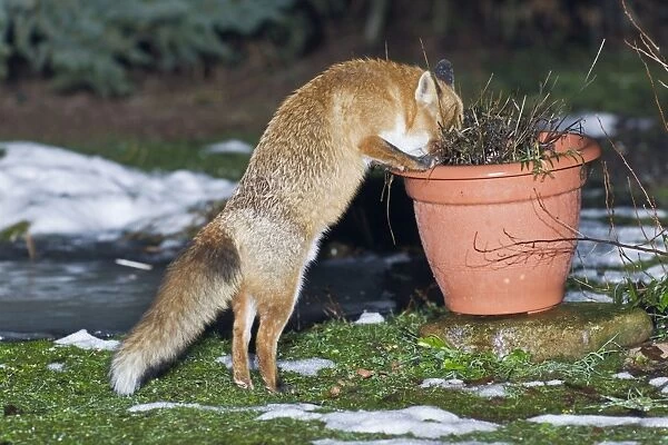 European Fox - searching for food in garden plant pot - Lower Saxony - Germany