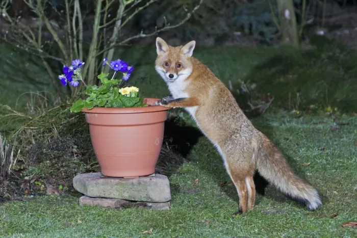 Framed Print : European Fox - searching for food in garden plant pot - Lower Saxony - Germany Framed Print : European Fox - searching for food in garden plant pot - Lower Saxony - Germany