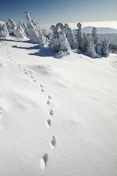 European Fox - tracks in snow - Harz Mountains national park - Sachsen-Anhalt - Germany