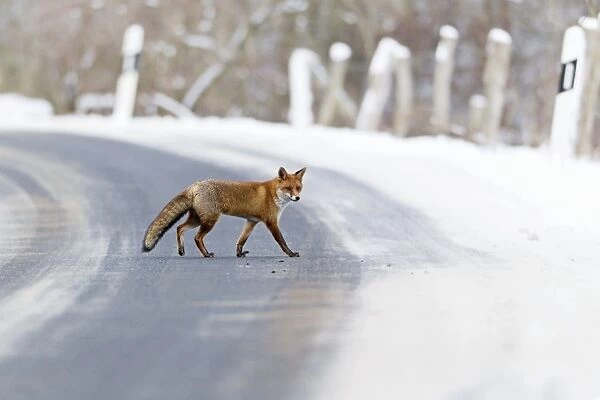 European Fox - walking across a country lane in winter - Lower Saxony - Germany