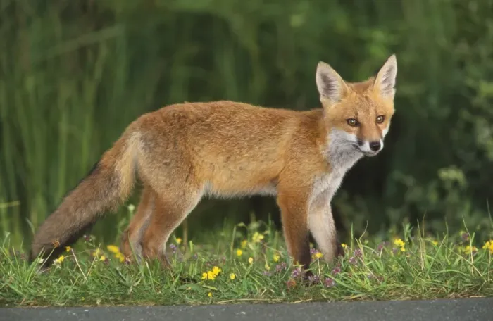 Framed Print : European Fox - young animal on road at dusk, at dusk searching for food Framed Print : European Fox - young animal on road at dusk, at dusk searching for food