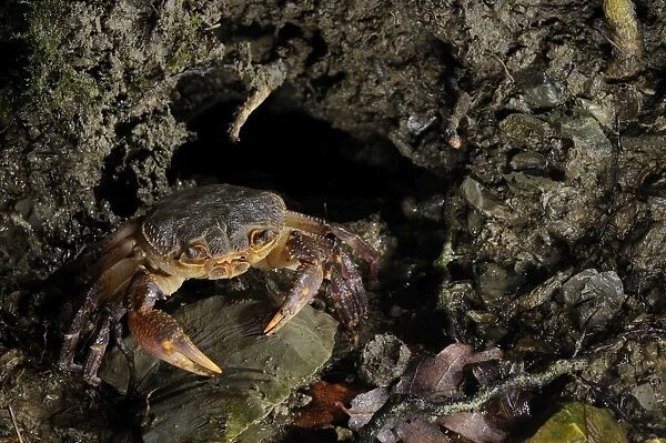 European Freshwater Crab - adult at night near the entrance of its daily burrow - Florence - Italy