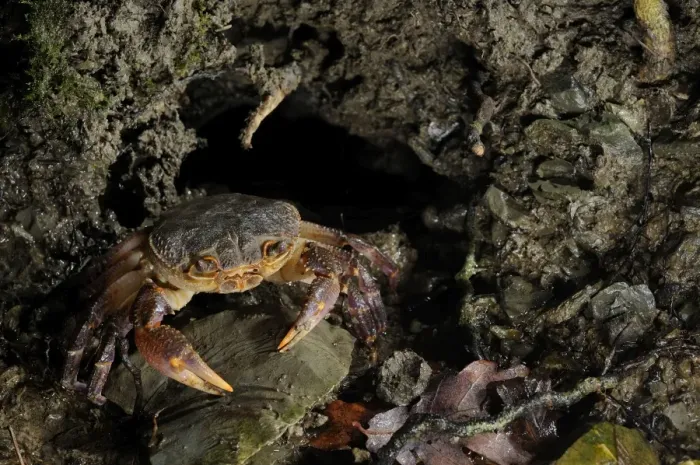 Framed Print : European Freshwater Crab - adult at night near the entrance of its daily burrow - Florence - Italy Framed Print : European Freshwater Crab - adult at night near the entrance of its daily burrow - Florence - Italy