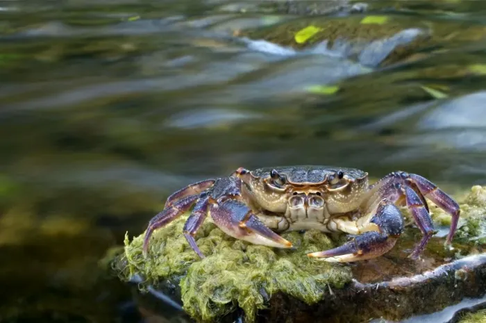 Framed Print : European Freshwater Crab - in habitat - Tuscany - Italy Framed Print : European Freshwater Crab - in habitat - Tuscany - Italy