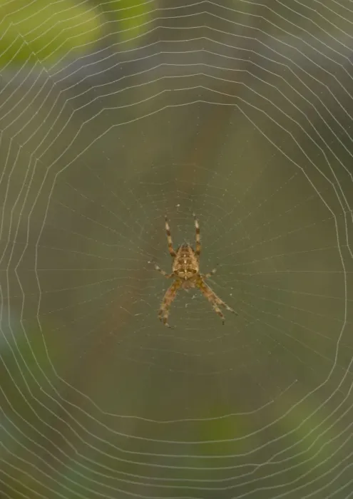 Framed Print : European Garden Spider Framed Print : European Garden Spider