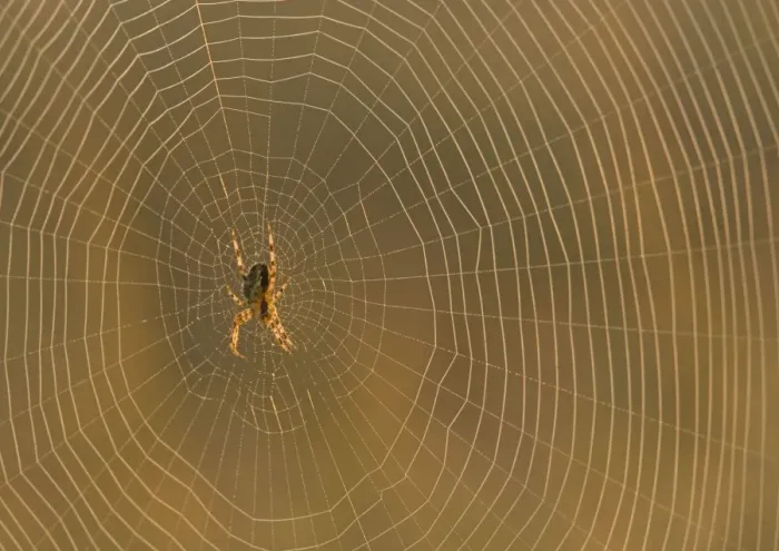 Framed Print : European Garden Spider Framed Print : European Garden Spider