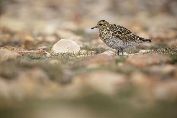 European golden plover (Pluvialis apricaria) ~ resting during his migration travel to the south ~ Asturias, Spain