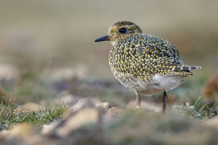 Framed Print : European golden plover (Pluvialis apricaria) ~ resting during his migration travel to the south ~ Asturias, Spain