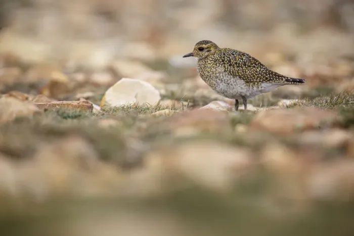 Framed Print : European golden plover (Pluvialis apricaria) ~ resting during his migration travel to the south ~ Asturias, Spain
